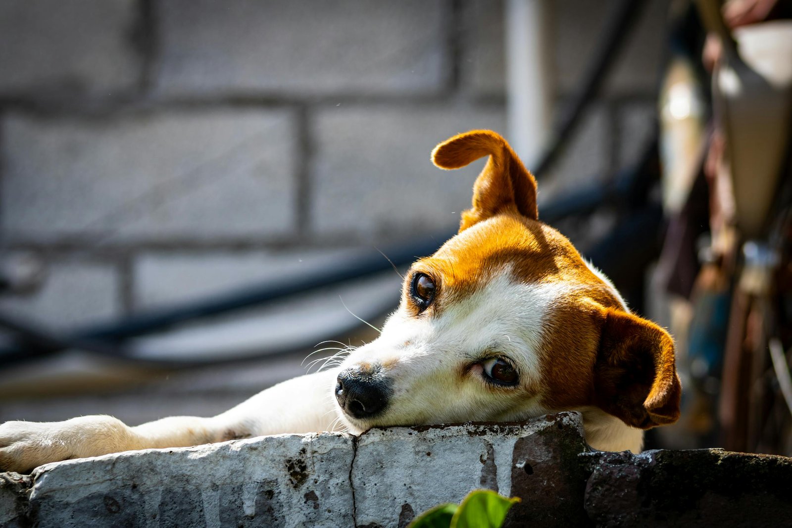 A cute chihuahua relaxing on a brick wall in a sunny outdoor setting, displaying a calm demeanor.
