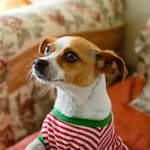 Charming Jack Russell Terrier in striped attire sitting on a patterned sofa indoors.