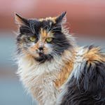 Close-up of a fluffy calico cat gazing intensely with a blurred outdoor background.