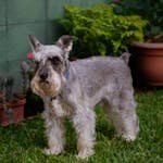 Cute schnauzer standing in a lush green yard with potted plants in Ciudad de Guatemala.